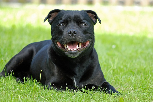 staffordshire bull terrier 19