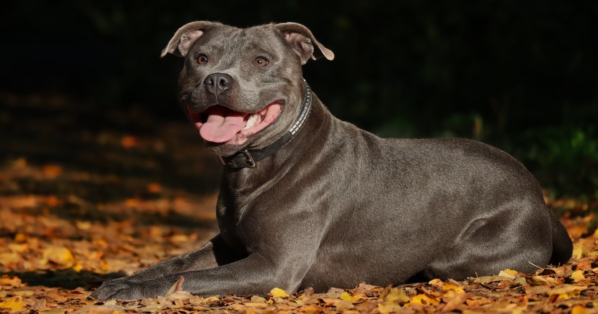 Staffordshire Bull Terrier