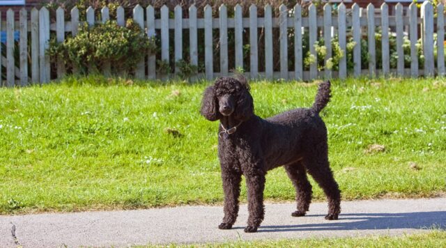 standard poodle 163963 1280 e1722939362645