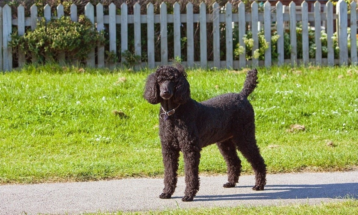 standard poodle