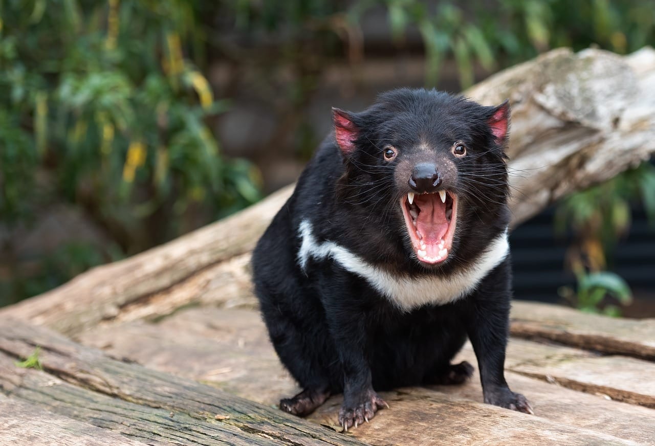 tasmanian devil 6493400 1280