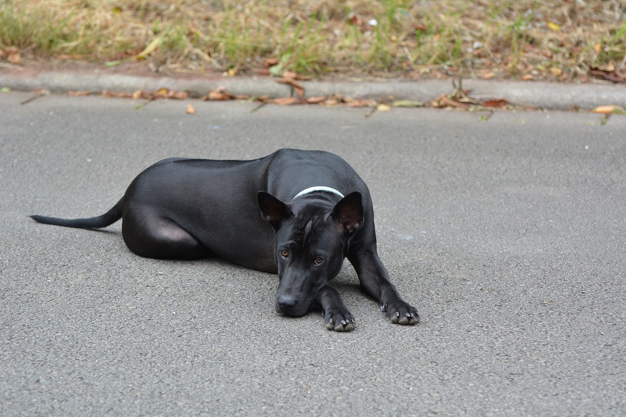 thai ridgeback 1515760 1280 1