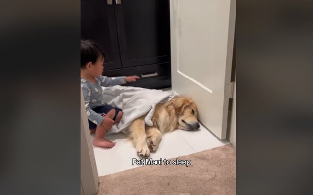 toddlerlovedog 1