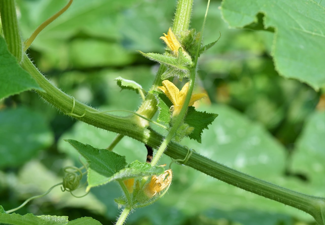 tomato plant 3821282 1280