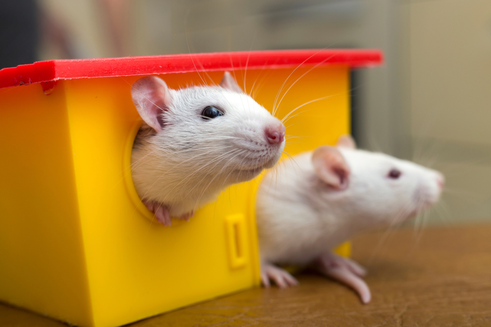 two white domestic rats coming out from the toy house