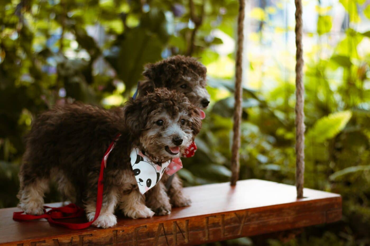 puppies in a swing