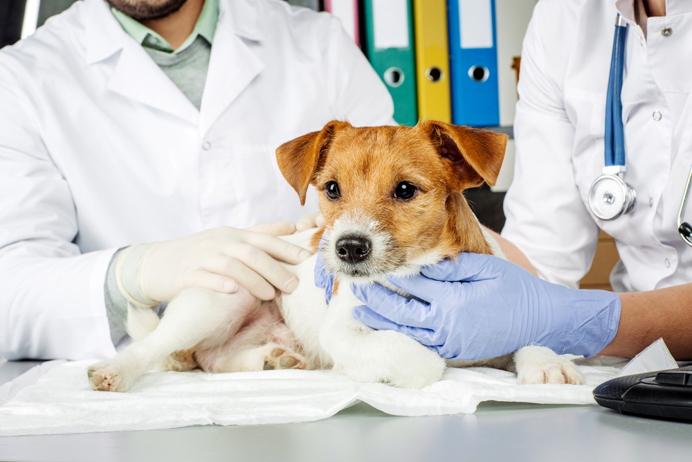 veterinarian and assistance checking up the small dog