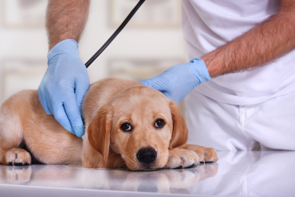 veterinarian examining a labrador retriever puppy