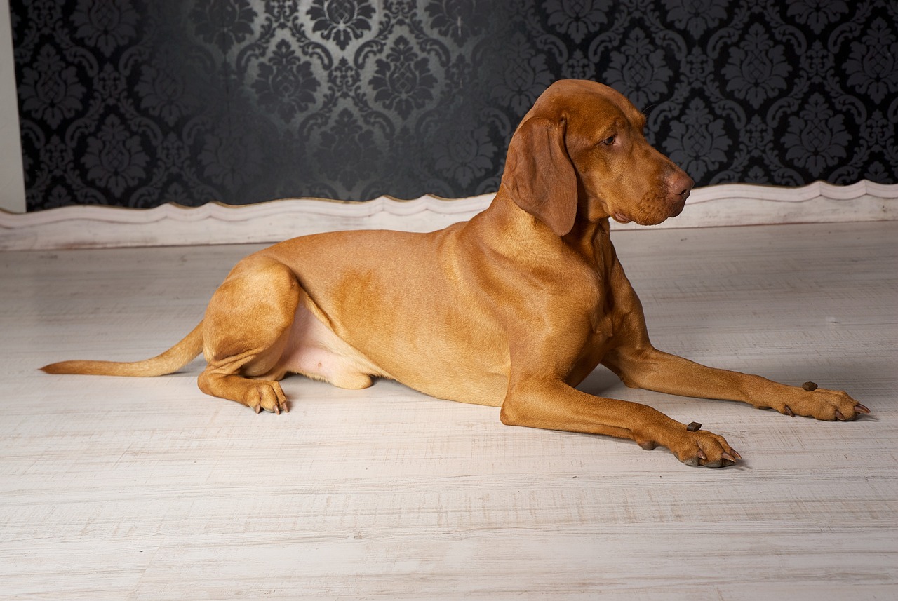 vizsla 5290121 1280 4