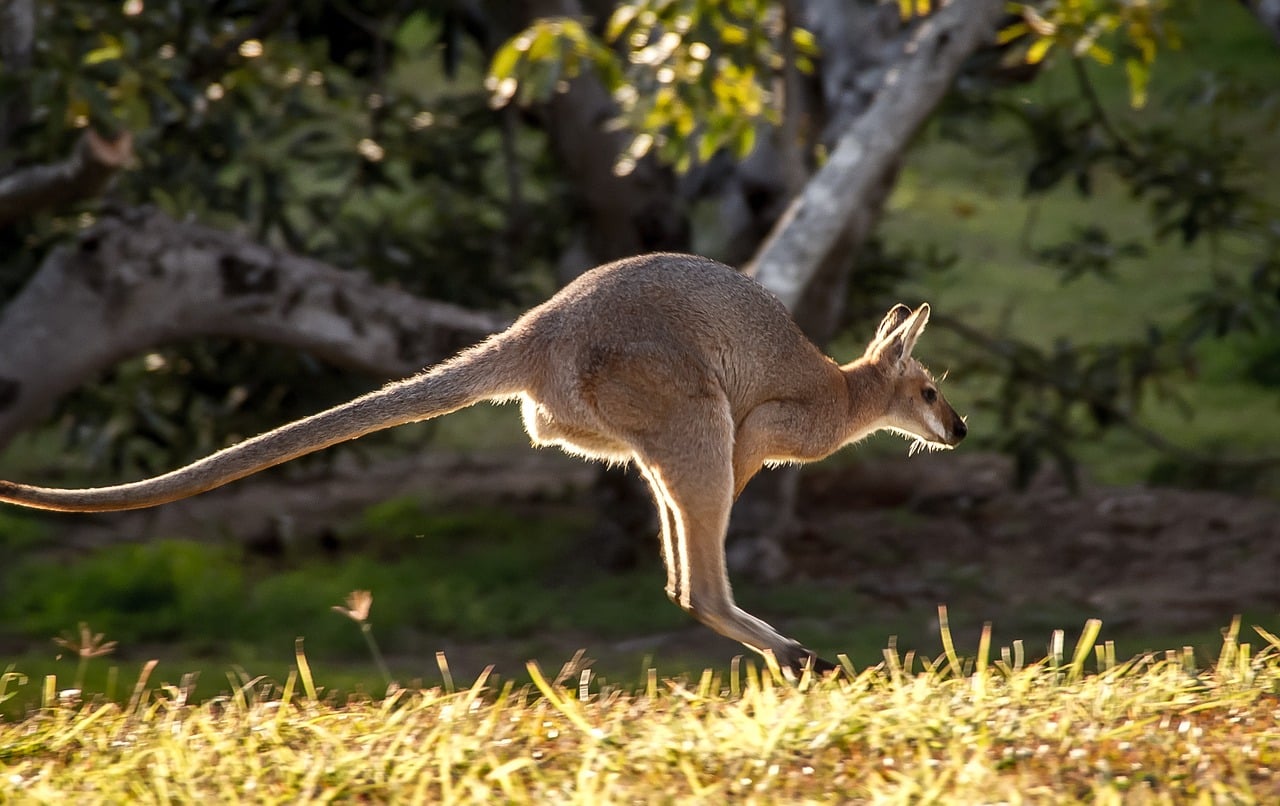 wallaby 5286020 1280