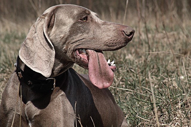 weimaraner 1248495 640