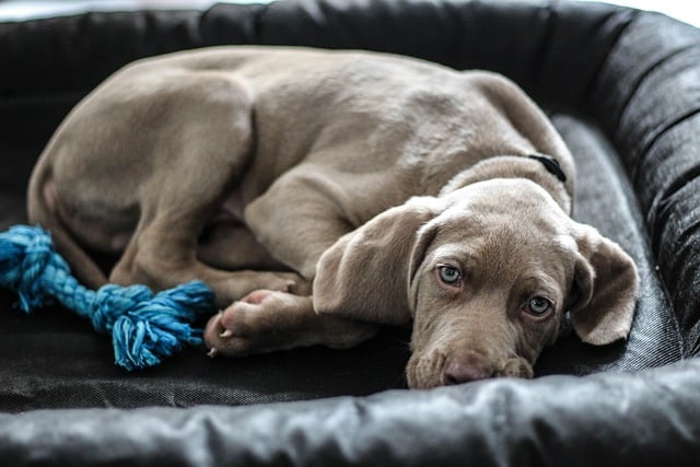 weimaraner 1381184 640