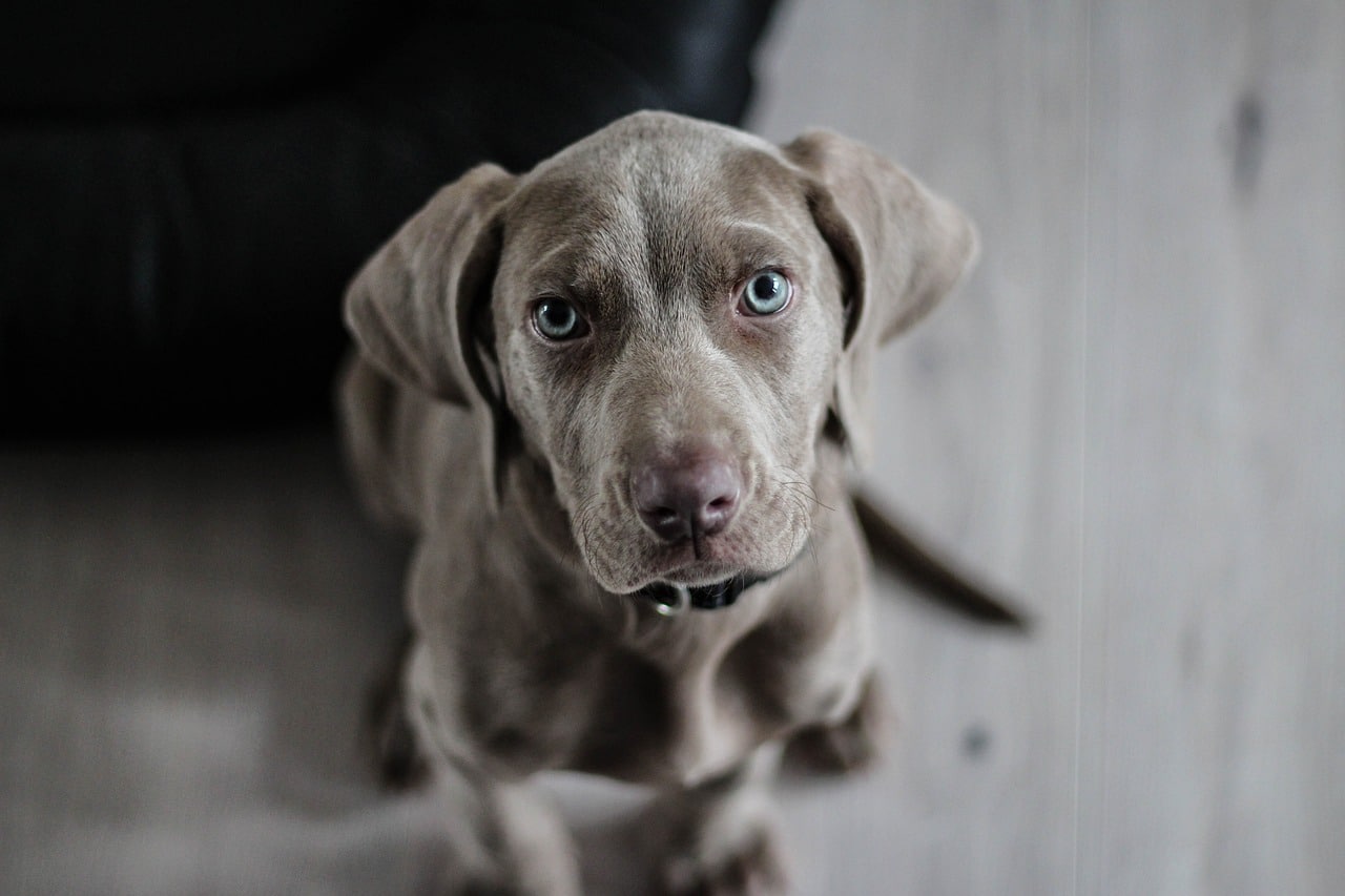 weimaraner 1381186 1280 1 1