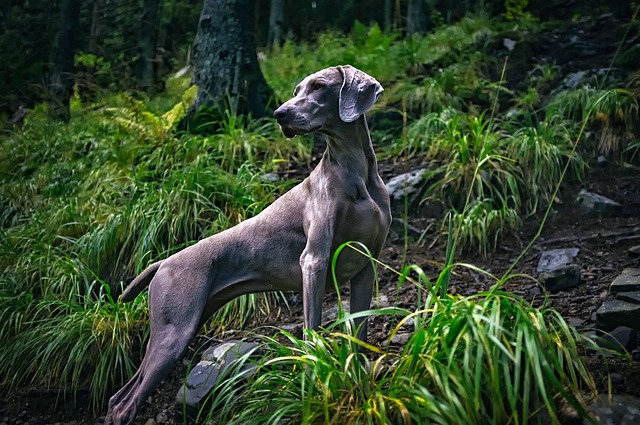 weimaraner 1801724 640