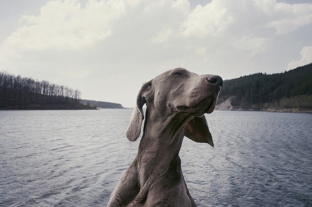 weimaraner 2600694 640