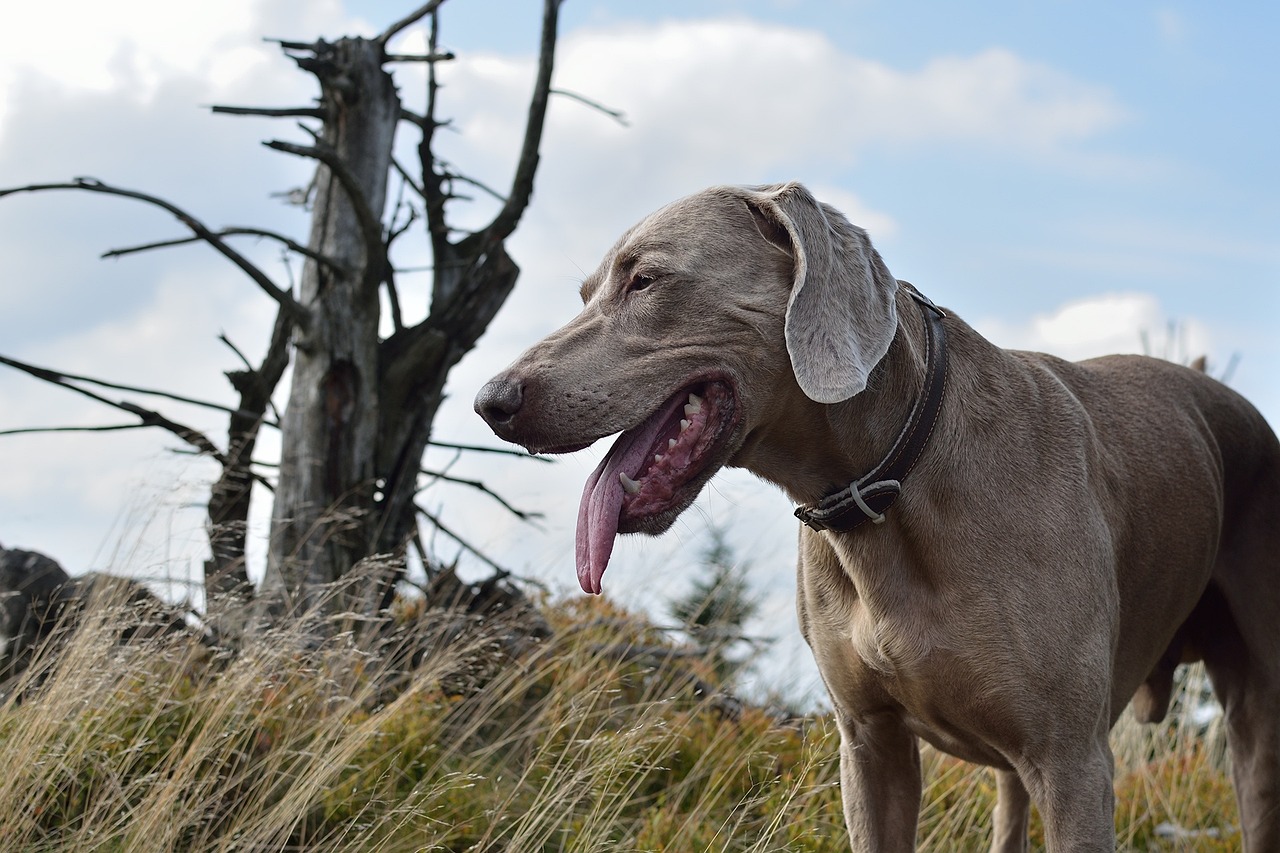 weimaraner 2793783 1280 1