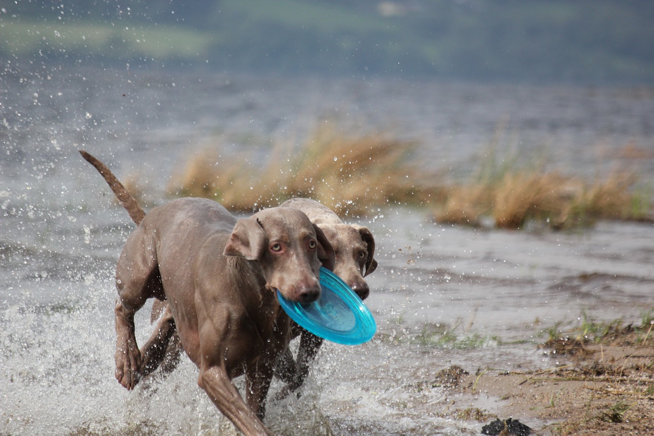 weimaraner 369160 1280