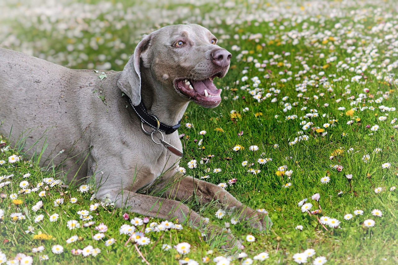 weimaraner 7096795 1280 10