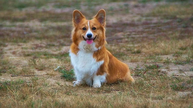 welschcorgi 3593486 640