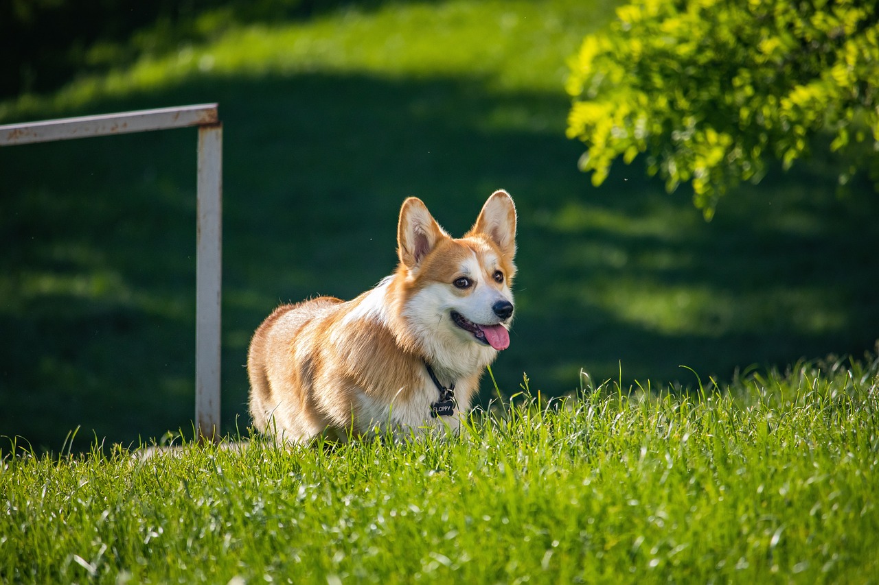 welsh corgi 7216885 1280