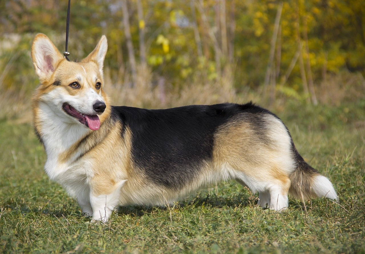 welsh corgi pembroke 4191063 1280 1