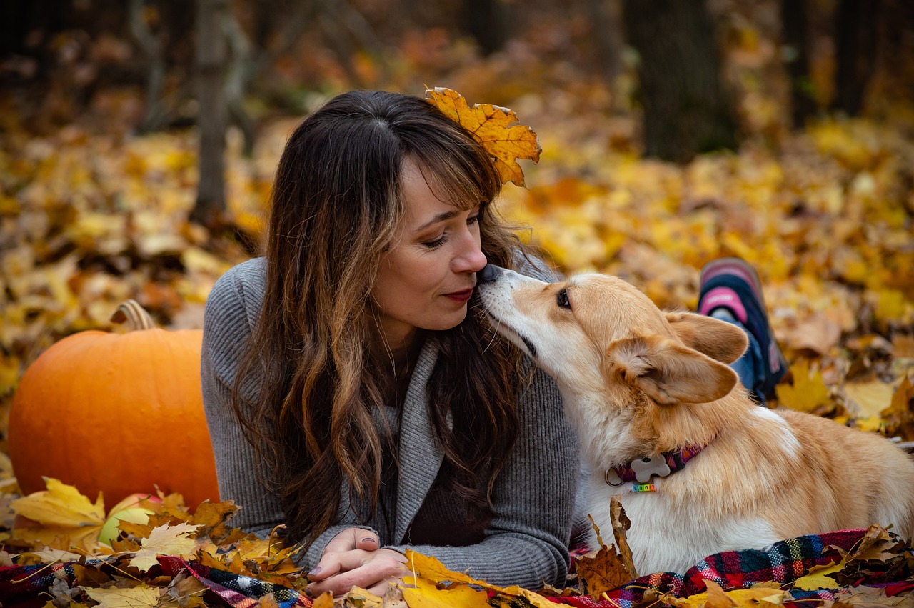 welsh corgi pembroke 4237362 1280