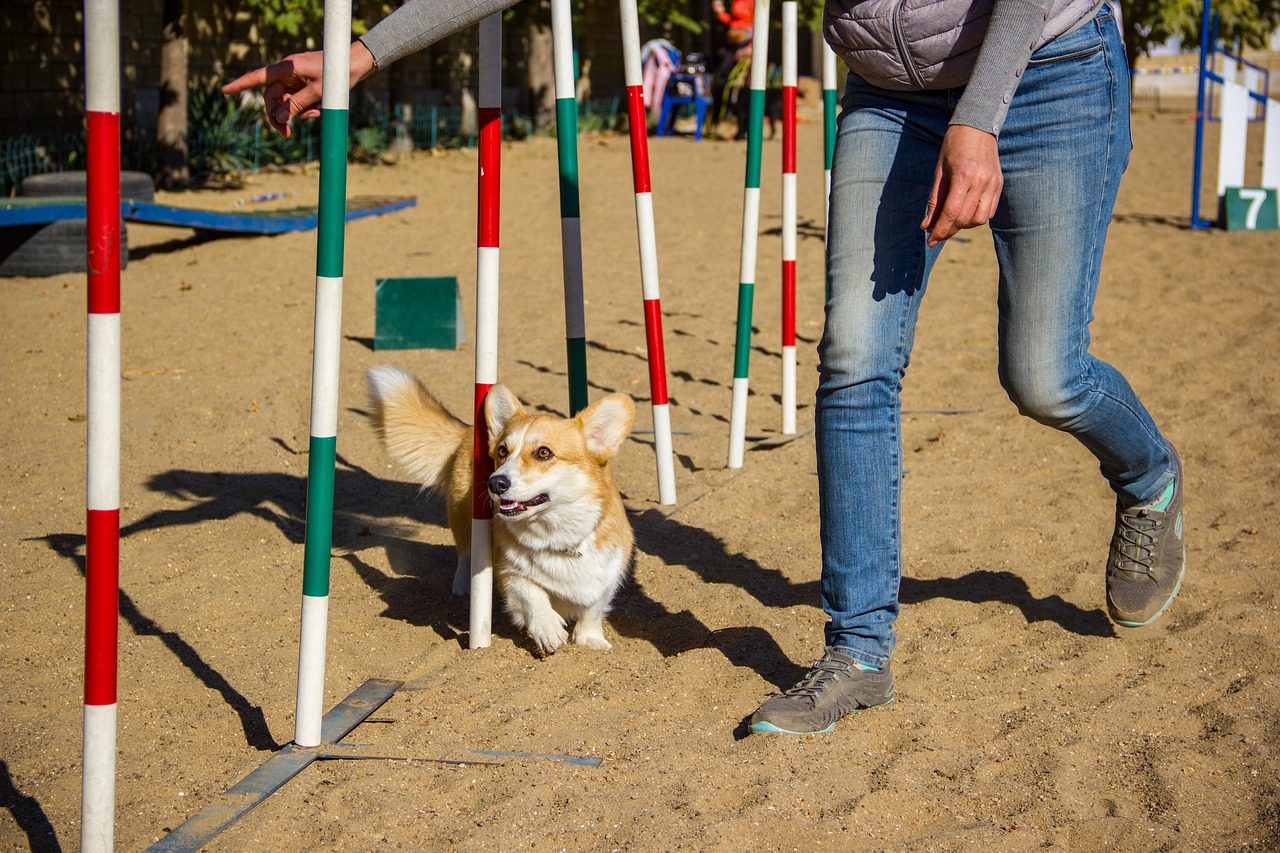 welsh corgi pembroke 4244590 1280