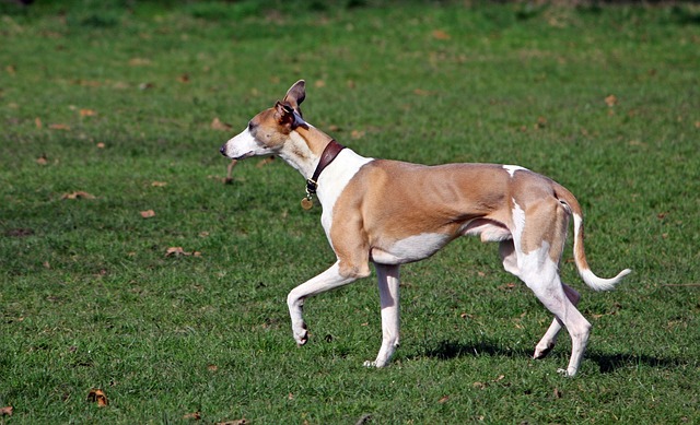 whippet 164118 640