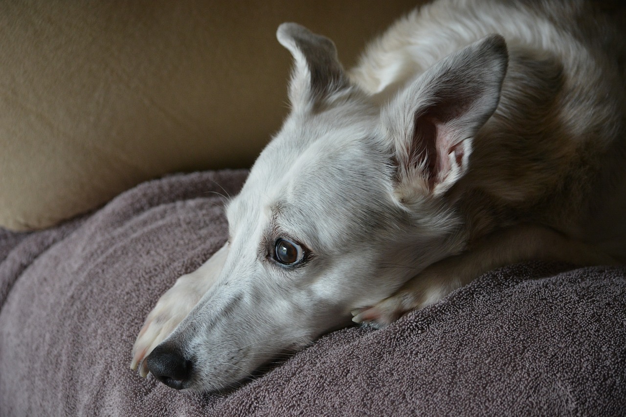 Whippet dog