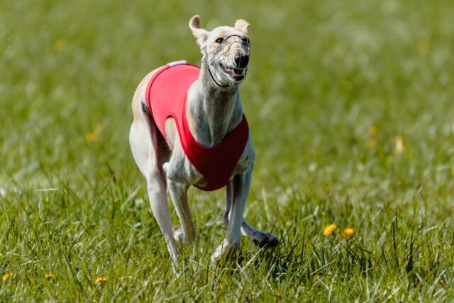 whippet 7043685 1280 e1723954810111