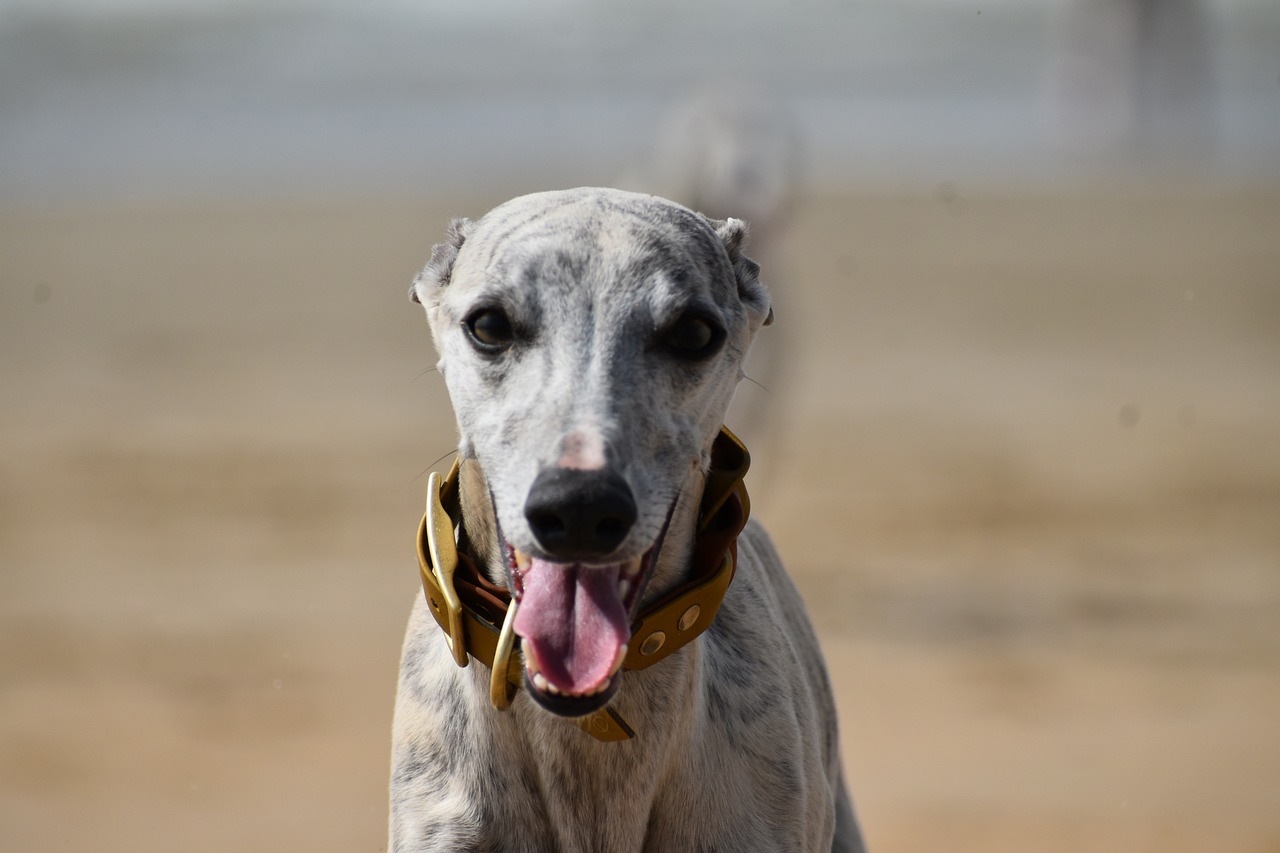 Whippet dog