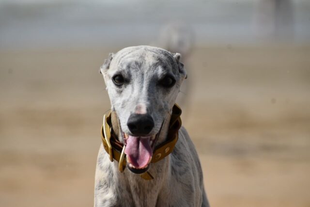 whippet 7208156 1280 e1721522844717