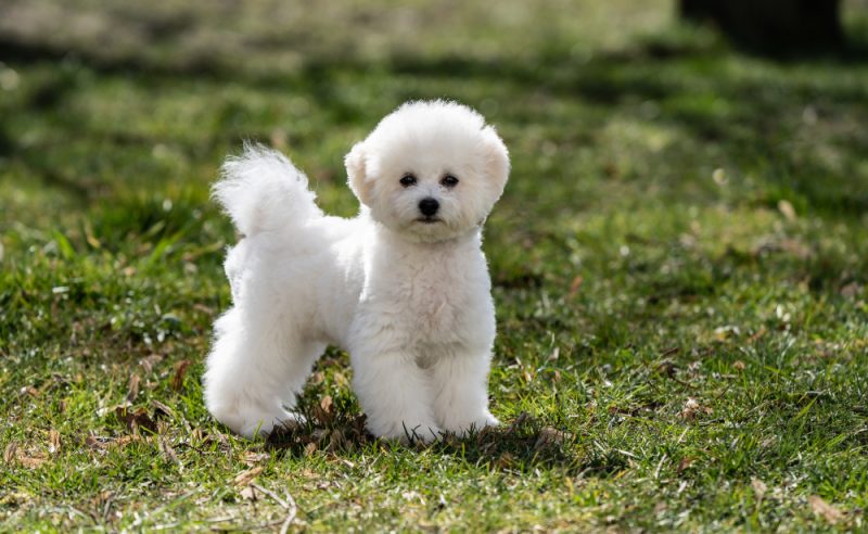 white bichon frise dog on the grass