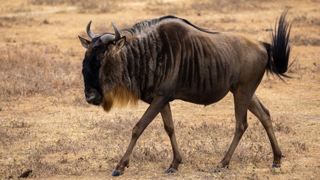 wildebeest 7445854 1280