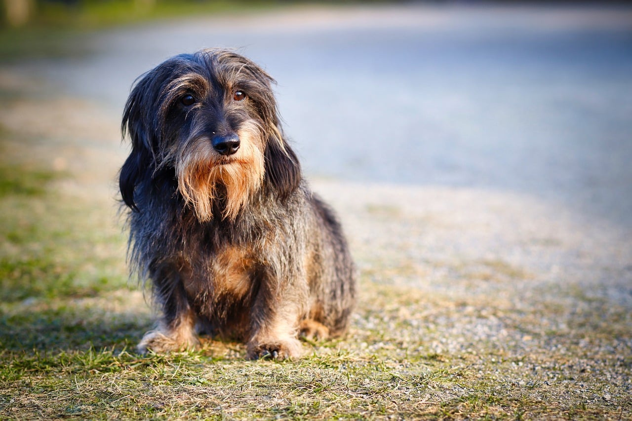 wire haired dachshund 3689406 1280