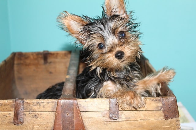 yorkie 3879025 640