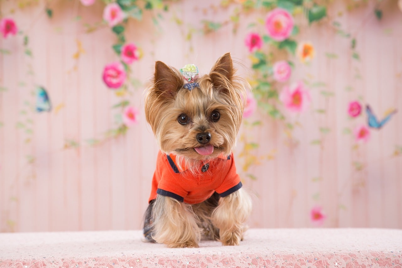 yorkie 4400582 1280 2