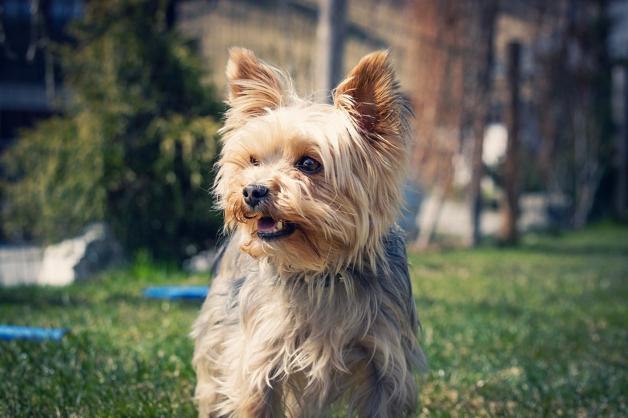 yorkie 5024336 1280 2