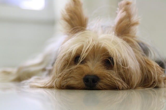 yorkshire terrier 171701 640