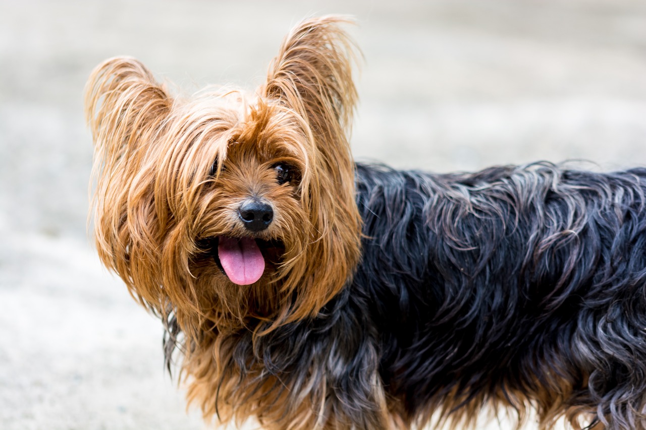 yorkshire terrier 361704 1280 1