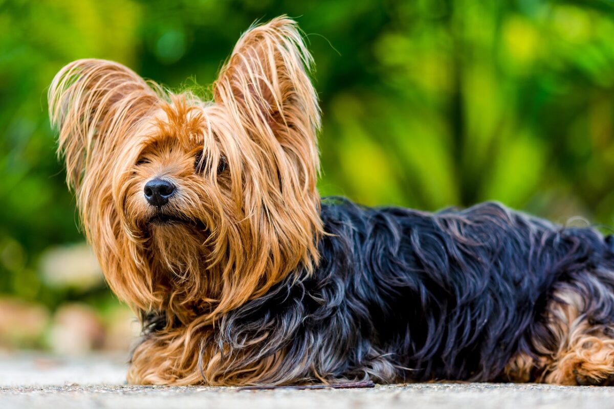 yorkshire terrier 361718 1280 1 e1724414052637