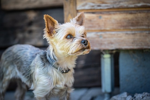 yorkshire terrier 6337646 640