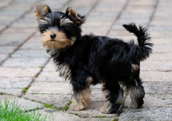 yorkshire terrier 6470102 1280 350x246 1