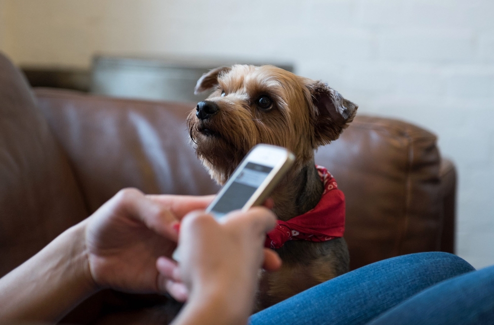 yorkshire terrier dog looking at its owner holding the phone