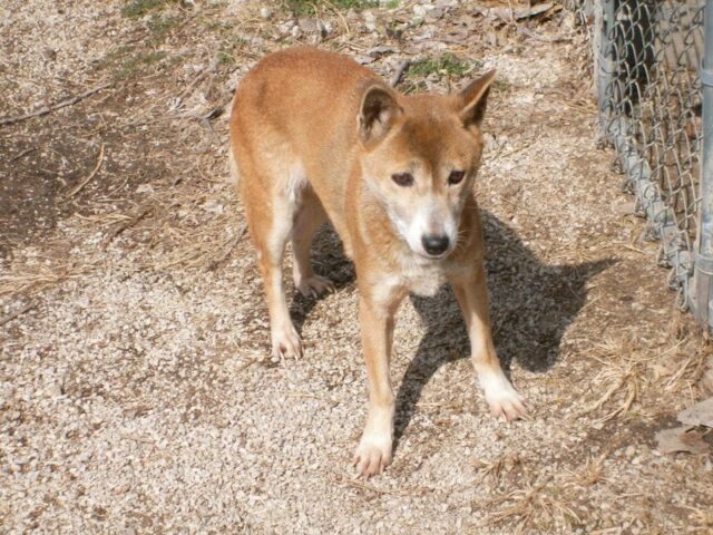 Young New Guinea Singing Dog