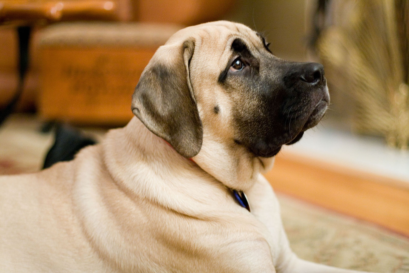 English-Mastiff-dog-breed