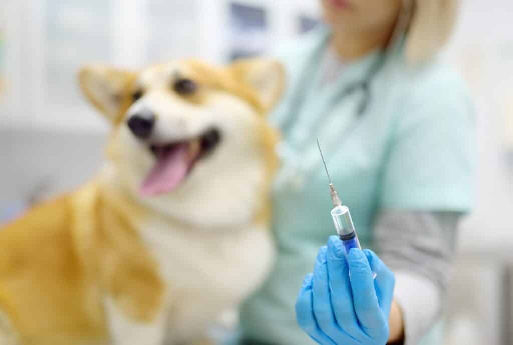 A veterinarian examines a corgi dog at a veterinary clinic. The doctor is preparing to vaccinate the pet 1024x689 1