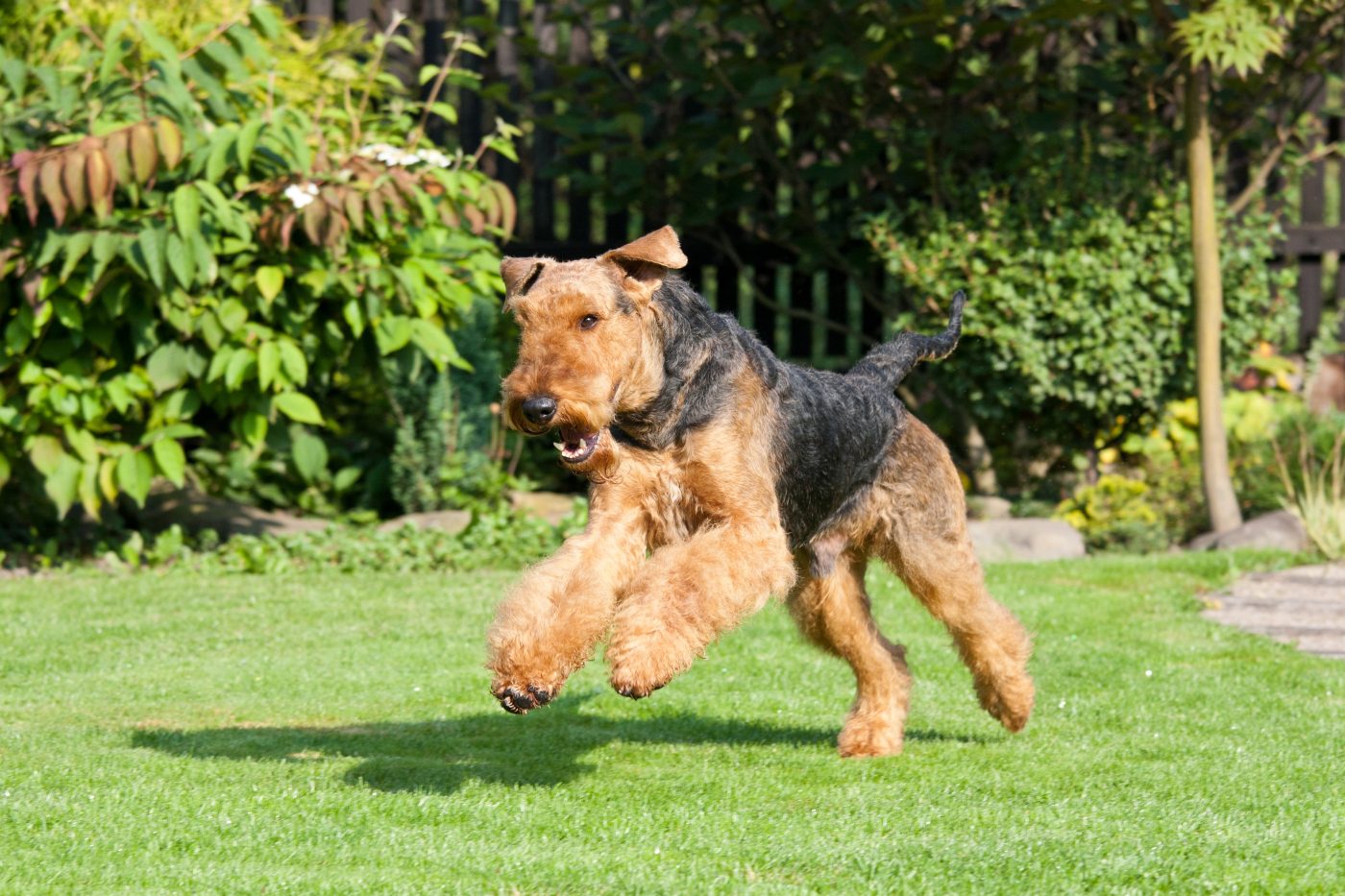 Airedale Terrier