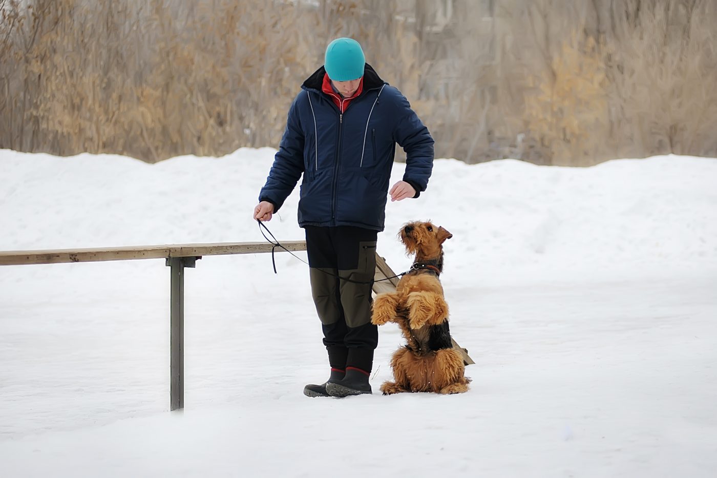 Airedale Terrier obedience 1400x933 1