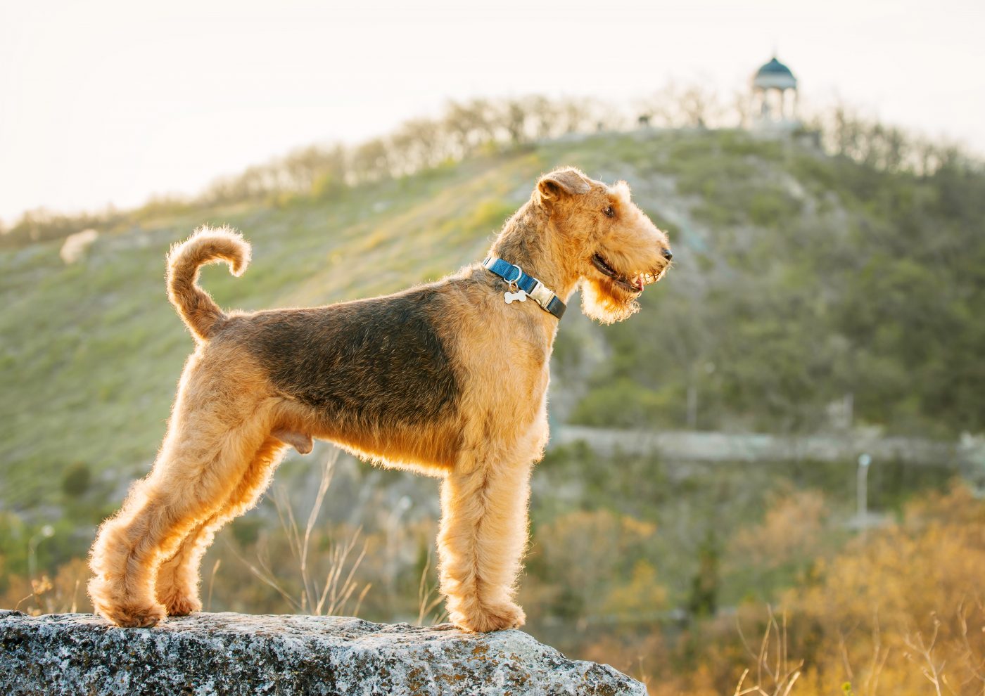 Airedale Terrier3 1400x990 1